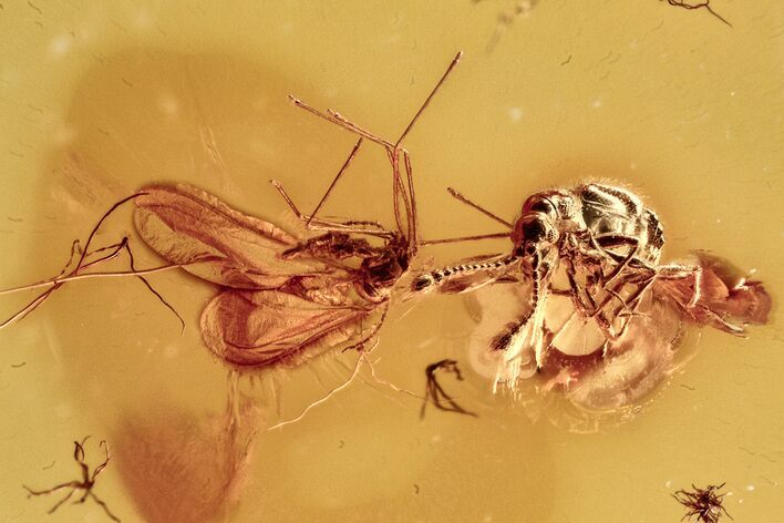 Detailed Fossil Gall Midge and Ant-Loving Beetle in Baltic Amber #278715